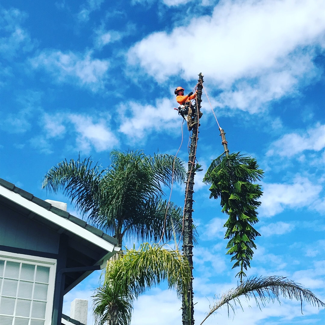 Palm Tree Removal & Tree Trimming Services